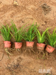 高度25厘米大花萱草