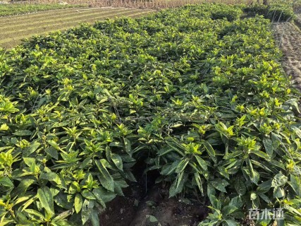 高度30厘米洒金珊瑚