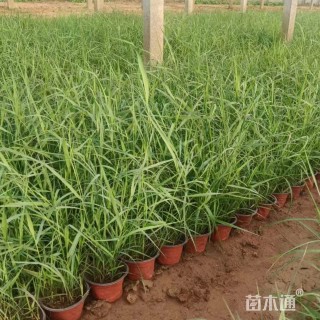 高度80厘米芦苇