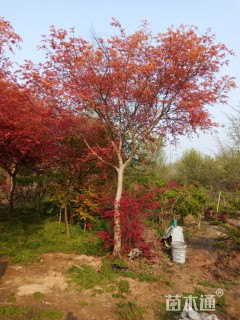 14公分日本红枫