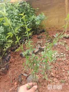 高度30厘米迎春花