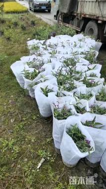 高度25厘米墨西哥鼠尾草