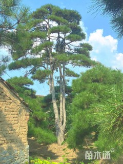 20公分造型黑松