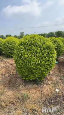 冠幅120厘米金叶女贞球