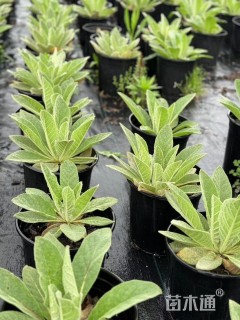 高度20厘米毛蕊花