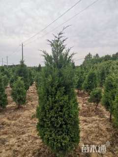 高度140厘米塔柏