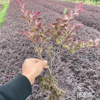 高度30厘米红花继木小苗