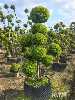 3公分造型亮金女贞