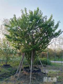 高度500厘米中华木绣球