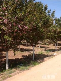 12公分日本晚樱