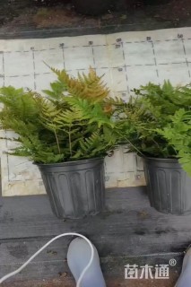 高度35厘米彩虹蕨