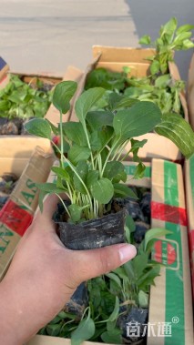 高度15厘米黑心菊