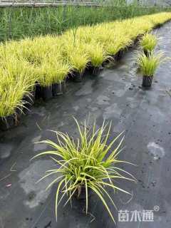 高度30厘米金叶石菖蒲