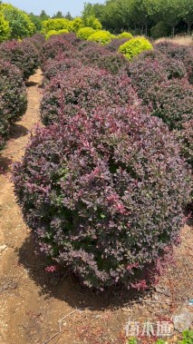冠幅120厘米紫叶小檗球