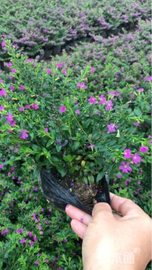 高度20厘米满天星