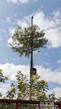 10公分黄花槐