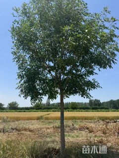 16公分美国白腊