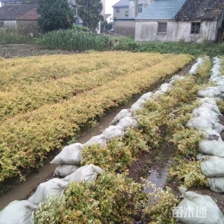 高度30厘米大花六道木小苗