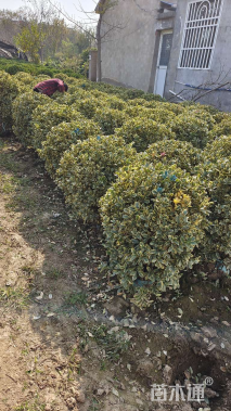 冠幅100厘米金边黄杨球