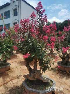 20公分造型紫薇