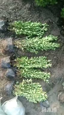 高度30厘米瓜子黄杨小苗