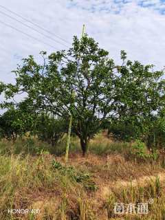 20公分(3杆)丛生香橼