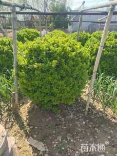 冠幅180厘米卫矛球