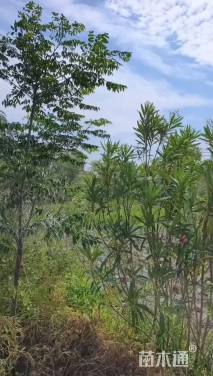 高度180厘米夹竹桃