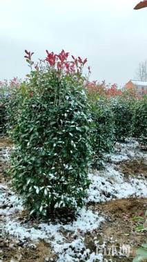 高度150厘米红叶石楠柱