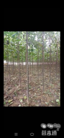 6公分楸树