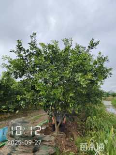 10公分柚子树