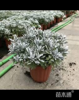 高度30厘米芙蓉菊