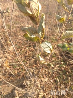 高度40厘米钙果苗