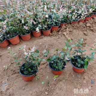 38厘米花叶络石