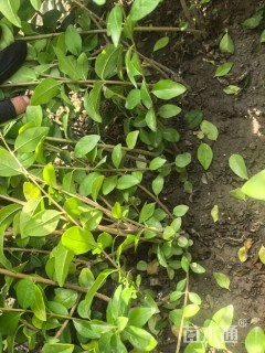 高度60厘米棣棠