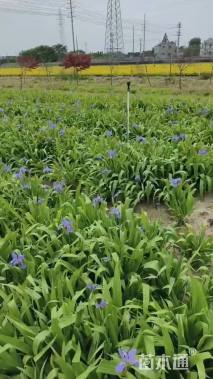 高度10厘米鸢尾