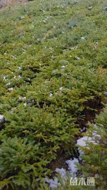 高度50厘米云杉