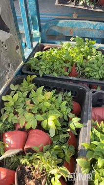 高度20厘米火焰南天竹