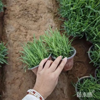 高度30厘米地被石竹