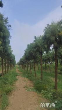 高度450厘米观音柳