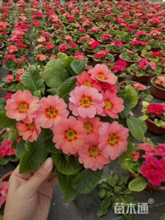 高度8厘米报春花