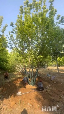 高度800厘米丛生金叶复叶槭