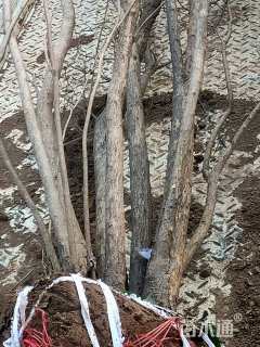 高度300厘米丛生花石榴