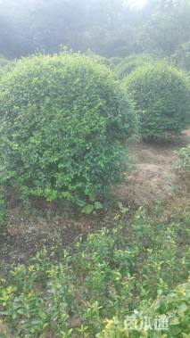 冠幅150厘米小叶女贞球