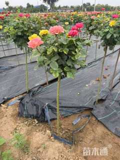 1.5公分小青杆月季