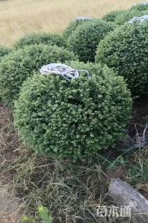 冠幅120厘米龟甲冬青球