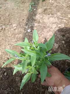 高度20厘米兰花鼠尾草