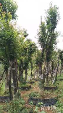 高度4000厘米清香木小苗