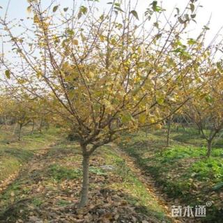 高度250厘米蜡梅