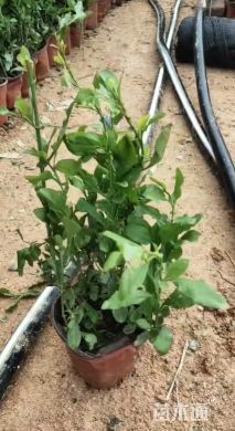 高度10厘米蓝雪花